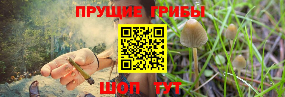 Псилоцибиновые грибы GOLDEN TEACHER Курган